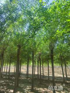 9公分榆树