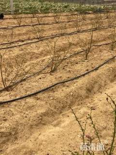 高度20厘米蓝莓小苗