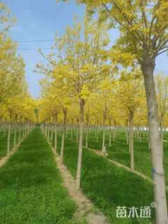 10公分金叶白蜡