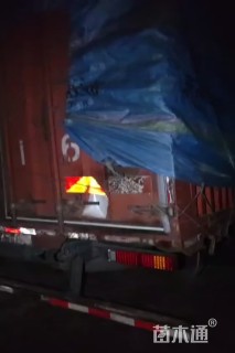 高度40厘米胶东卫矛