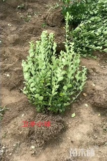 高度50厘米卫矛