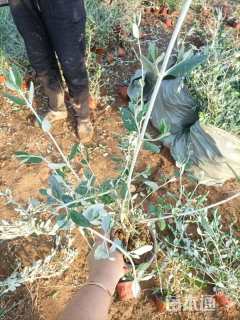 高度30厘米灌从石蚕