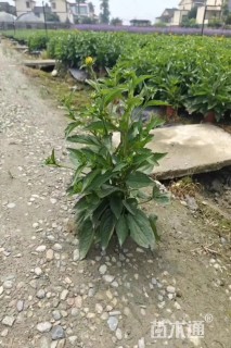 高度25厘米黑心菊