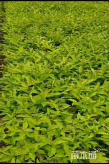 高度25厘米鸳鸯茉莉