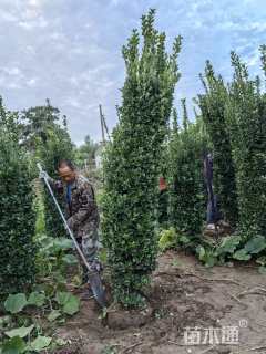 高度250厘米大叶黄杨柱