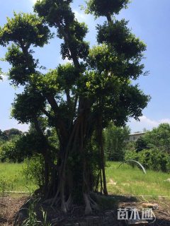 80公分榕树