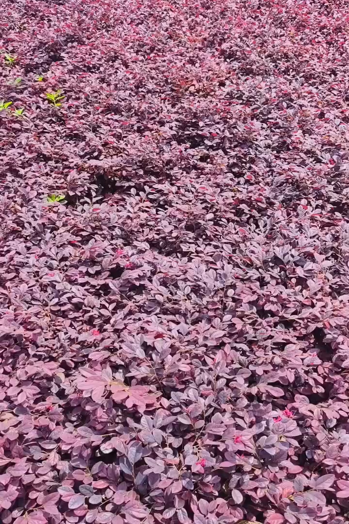 高度20厘米红花继木