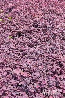 高度20厘米红花继木