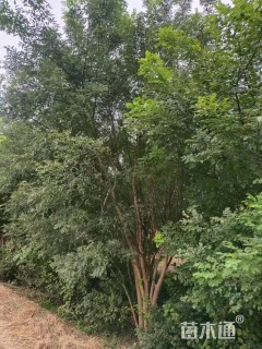 高度700厘米丛生国槐