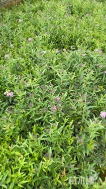 高度20厘米粉花绣线菊