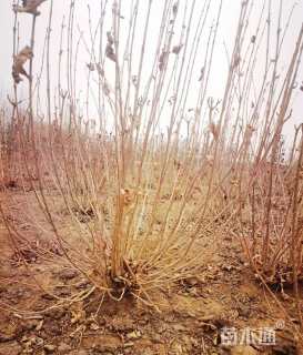 高度150厘米锦带