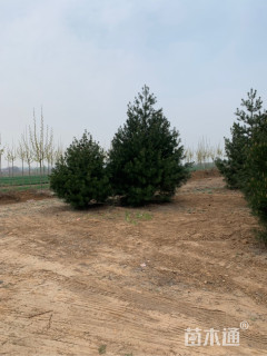 高度500厘米白皮松