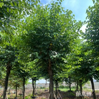 10公分洋紫荆