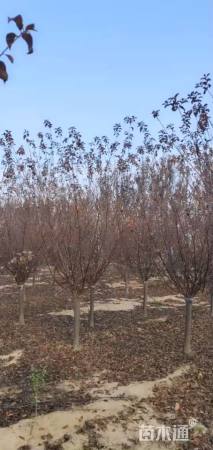 高度300厘米红叶榆叶梅