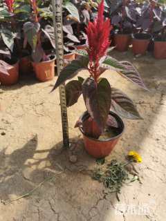 高度10厘米鸡冠花