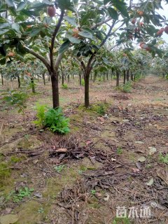 高度700厘米算盘子