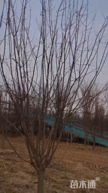 12.1公分绚丽海棠