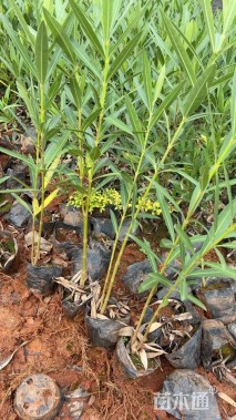 高度40厘米夹竹桃