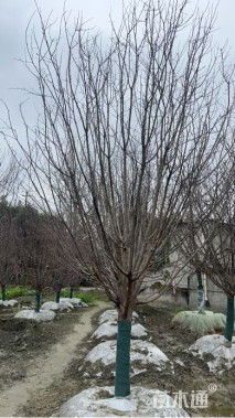 15公分绚丽海棠