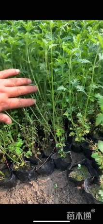 高度30厘米美女樱