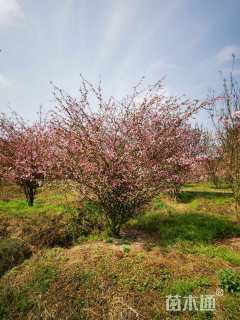 14公分垂丝海棠