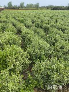 高度60厘米火焰卫矛