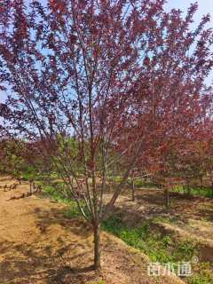 10公分红叶碧桃