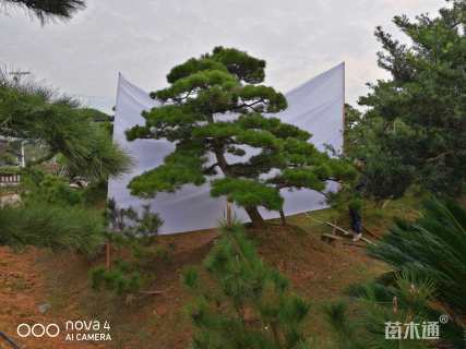 高度330厘米黑松小苗