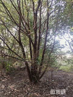 高度500厘米丛生香橼