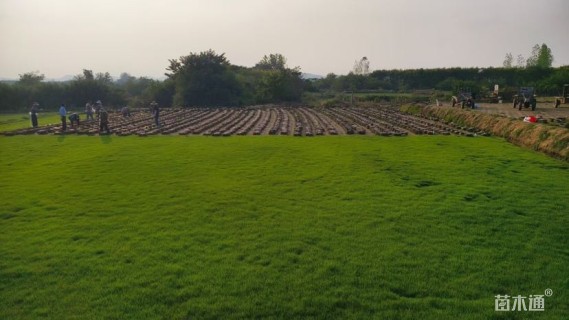 草卷状百慕大草