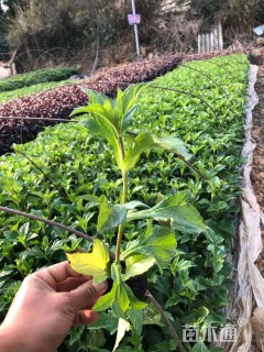 高度25厘米蟛蜞菊