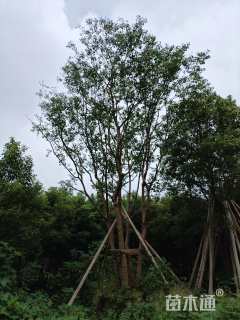 8公分(4杆)丛生乌桕