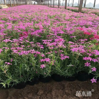 高度20厘米宿根福禄考
