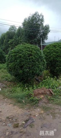 高度180厘米非洲茉莉球
