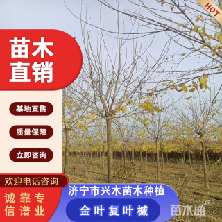 12公分金叶复叶槭