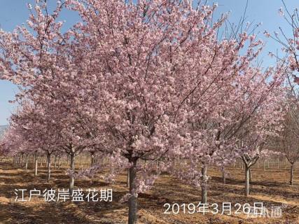 9公分江户彼岸樱