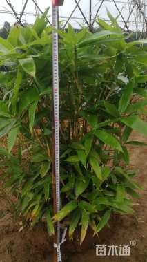 地栽苗箬竹