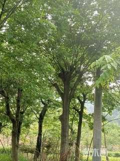 25公分朴树