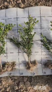 高度15厘米龟甲冬青