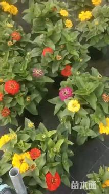 高度30厘米百日草