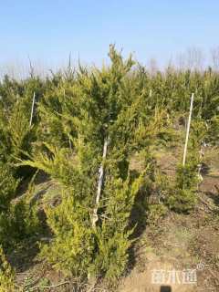 高度100厘米龙柏