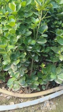 高度50厘米北海道黄杨