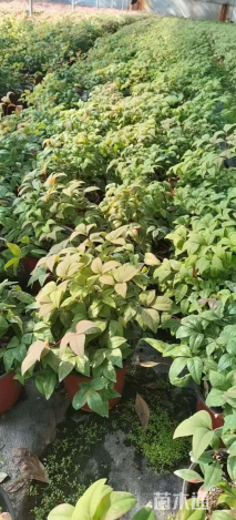 高度20厘米火焰南天竹