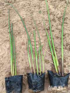 高度20厘米水葱