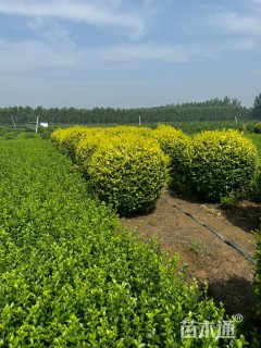 冠幅120厘米金叶女贞球