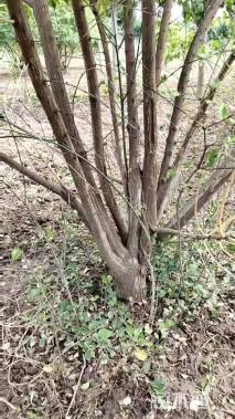 高度300厘米冬珊瑚