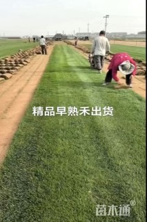 草卷状早熟禾草