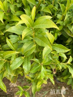 0.5公分肋果茶