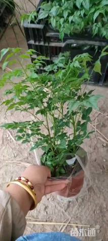1公分幸福树