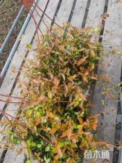 15厘米黄金络石